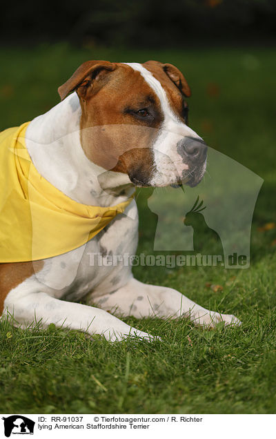 liegender American Staffordshire Terrier / lying American Staffordshire Terrier / RR-91037