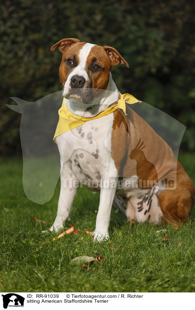 sitzender American Staffordshire Terrier / sitting American Staffordshire Terrier / RR-91039