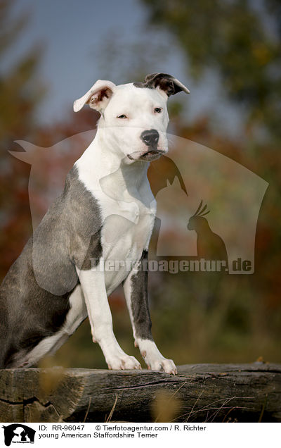 junger American Staffordshire Terrier / young American Staffordshire Terrier / RR-96047