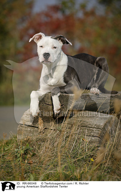 junger American Staffordshire Terrier / young American Staffordshire Terrier / RR-96048