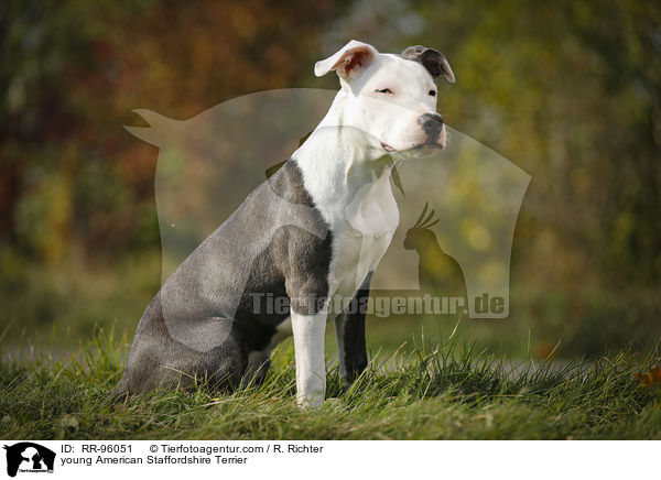 junger American Staffordshire Terrier / young American Staffordshire Terrier / RR-96051