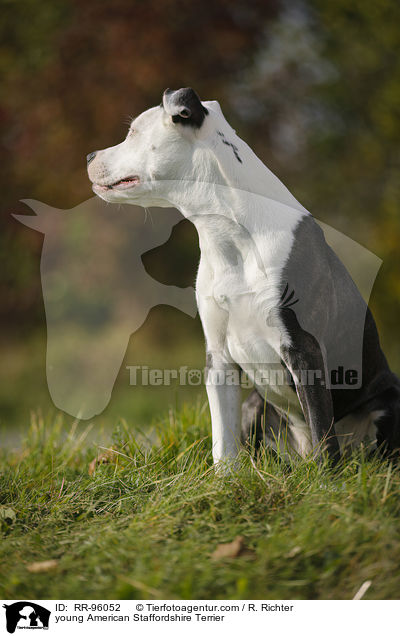 junger American Staffordshire Terrier / young American Staffordshire Terrier / RR-96052