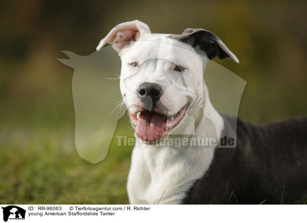 junger American Staffordshire Terrier / young American Staffordshire Terrier / RR-96063