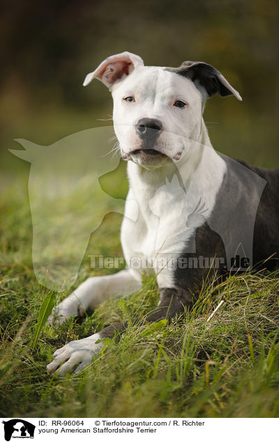 junger American Staffordshire Terrier / young American Staffordshire Terrier / RR-96064