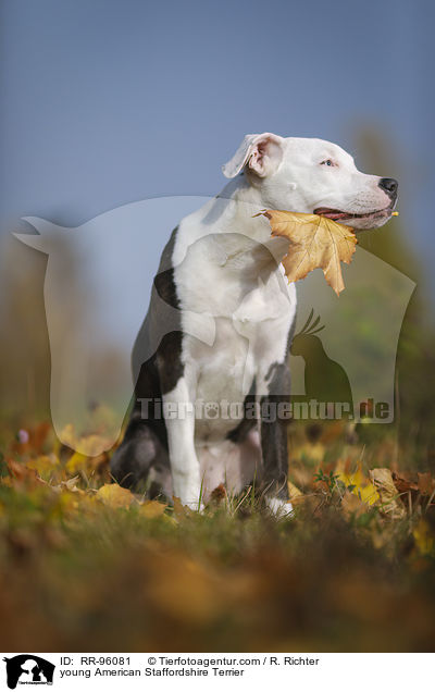 junger American Staffordshire Terrier / young American Staffordshire Terrier / RR-96081