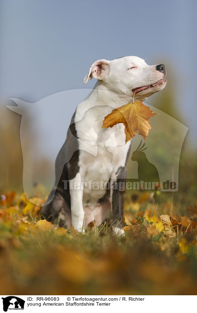 junger American Staffordshire Terrier / young American Staffordshire Terrier / RR-96083