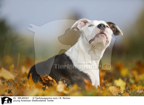 junger American Staffordshire Terrier / young American Staffordshire Terrier / RR-96091