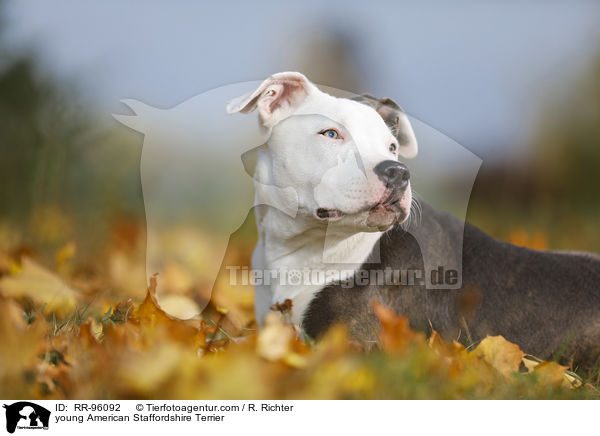 junger American Staffordshire Terrier / young American Staffordshire Terrier / RR-96092