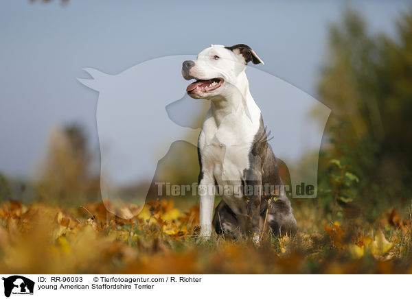 junger American Staffordshire Terrier / young American Staffordshire Terrier / RR-96093