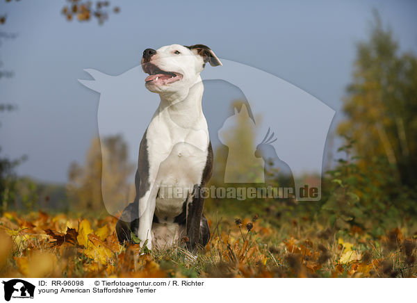 junger American Staffordshire Terrier / young American Staffordshire Terrier / RR-96098