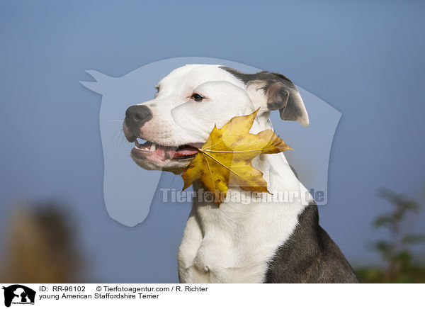 junger American Staffordshire Terrier / young American Staffordshire Terrier / RR-96102