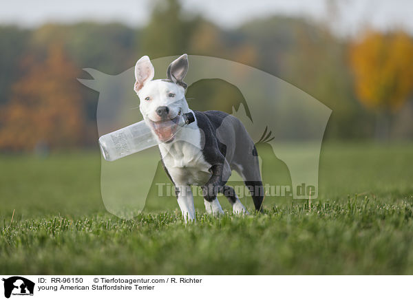 junger American Staffordshire Terrier / young American Staffordshire Terrier / RR-96150