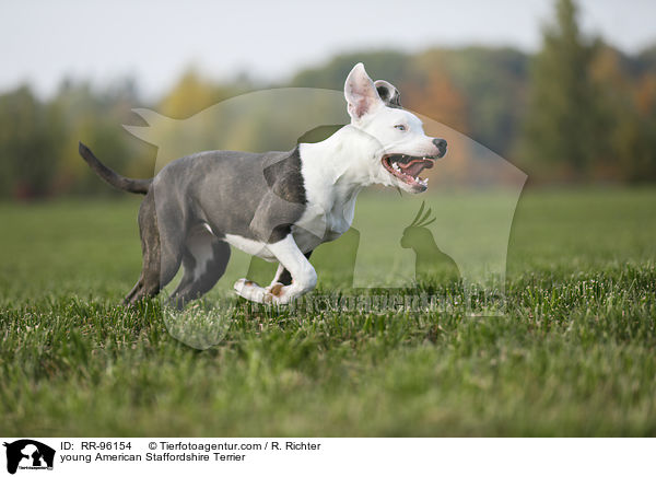 junger American Staffordshire Terrier / young American Staffordshire Terrier / RR-96154