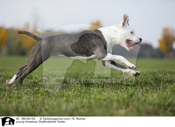 junger American Staffordshire Terrier / young American Staffordshire Terrier / RR-96156