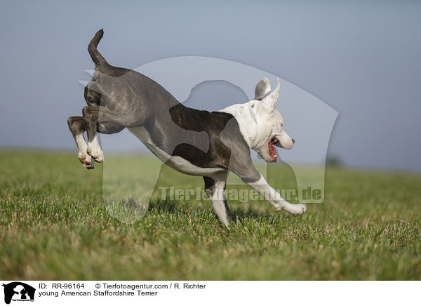 junger American Staffordshire Terrier / young American Staffordshire Terrier / RR-96164