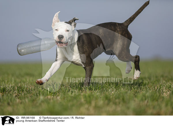 junger American Staffordshire Terrier / young American Staffordshire Terrier / RR-96168