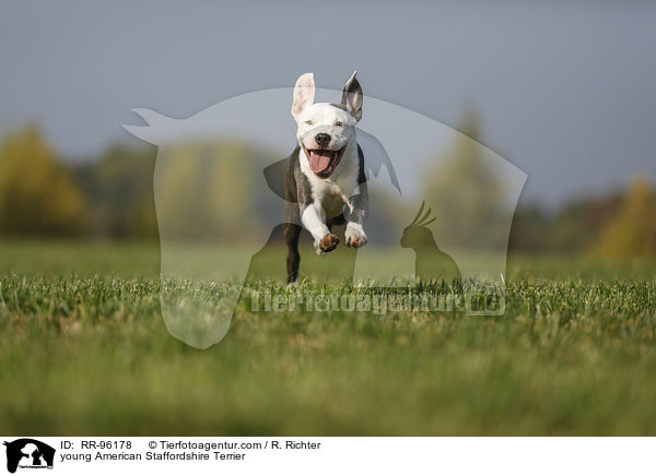 junger American Staffordshire Terrier / young American Staffordshire Terrier / RR-96178