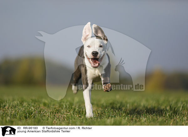 junger American Staffordshire Terrier / young American Staffordshire Terrier / RR-96180