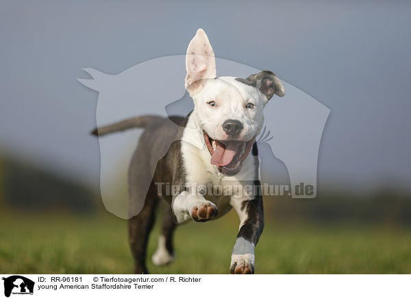 junger American Staffordshire Terrier / young American Staffordshire Terrier / RR-96181