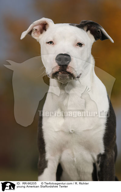 junger American Staffordshire Terrier / young American Staffordshire Terrier / RR-96205