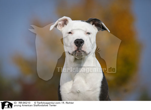 junger American Staffordshire Terrier / young American Staffordshire Terrier / RR-96210