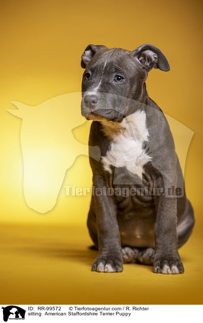 sitzender American Staffordshire Terrier Welpe / sitting  American Staffordshire Terrier Puppy / RR-99572