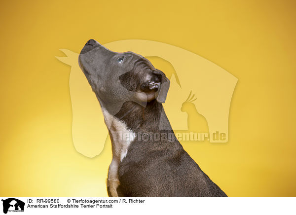 American Staffordshire Terrier Portrait / American Staffordshire Terrier Portrait / RR-99580