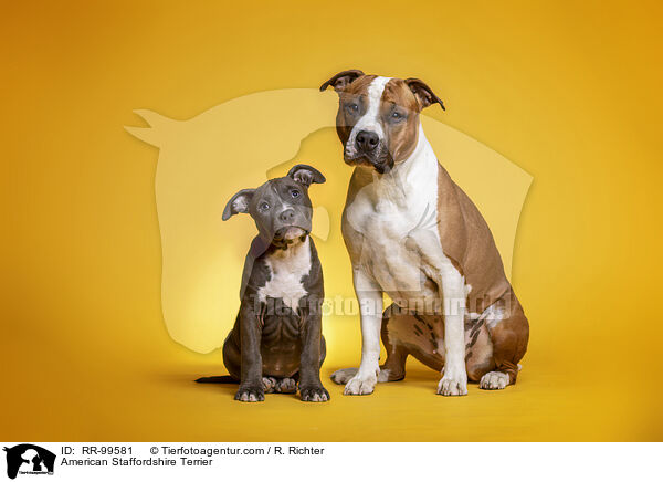 American Staffordshire Terrier / American Staffordshire Terrier / RR-99581