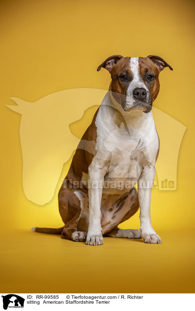 sitzender American Staffordshire Terrier / sitting  American Staffordshire Terrier / RR-99585