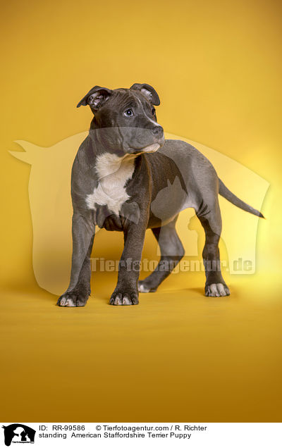 stehender  American Staffordshire Terrier Welpe / standing  American Staffordshire Terrier Puppy / RR-99586