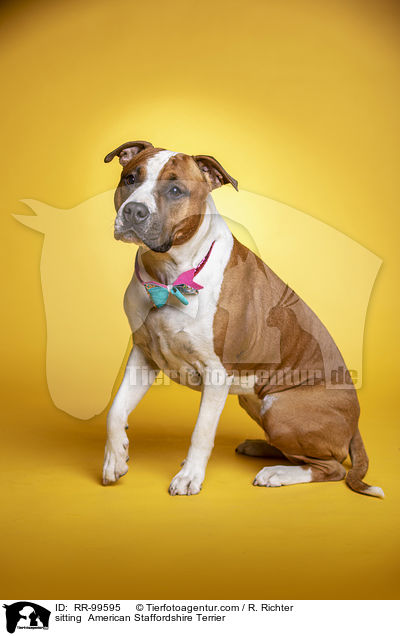 sitzender American Staffordshire Terrier / sitting  American Staffordshire Terrier / RR-99595