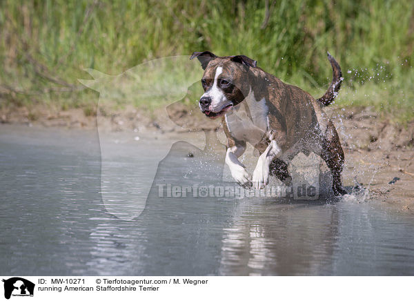 rennender American Staffordshire Terrier / running American Staffordshire Terrier / MW-10271