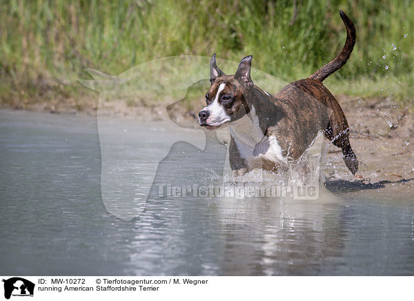 rennender American Staffordshire Terrier / running American Staffordshire Terrier / MW-10272