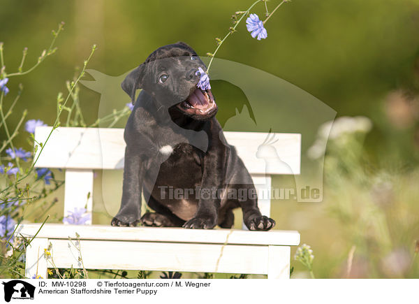 American Staffordshire Terrier Puppy / MW-10298