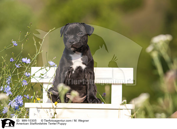 American Staffordshire Terrier Puppy / MW-10305
