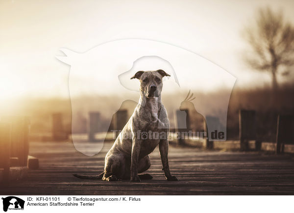 American Staffordshire Terrier / KFI-01101