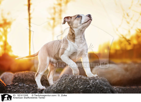 American Staffordshire Terrier / American Staffordshire Terrier / SZ-01306