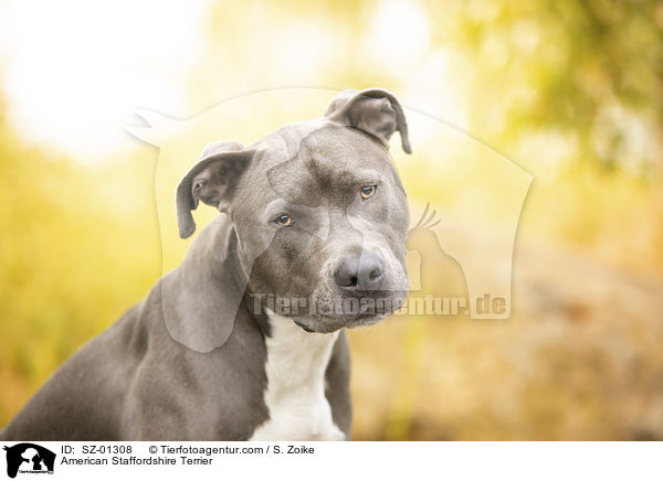 American Staffordshire Terrier / American Staffordshire Terrier / SZ-01308