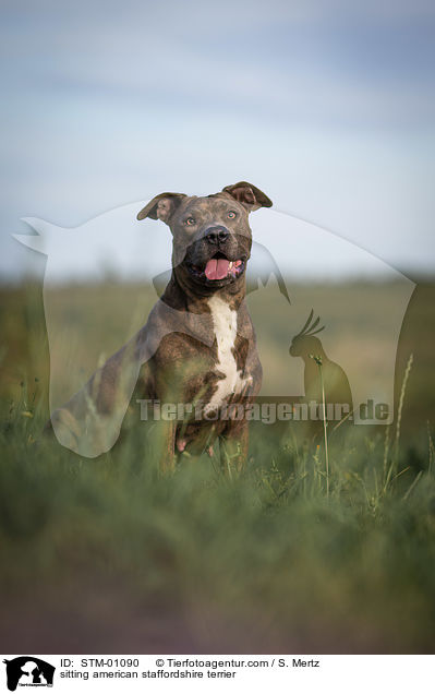 sitzender American Staffordshire Terrier / sitting american staffordshire terrier / STM-01090