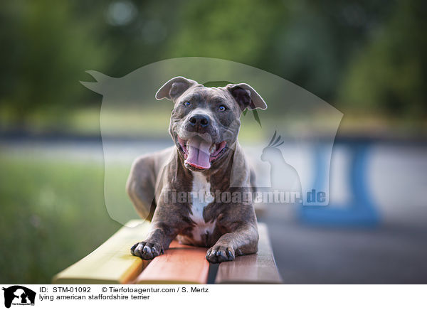 liegender American Staffordshire Terrier / lying american staffordshire terrier / STM-01092