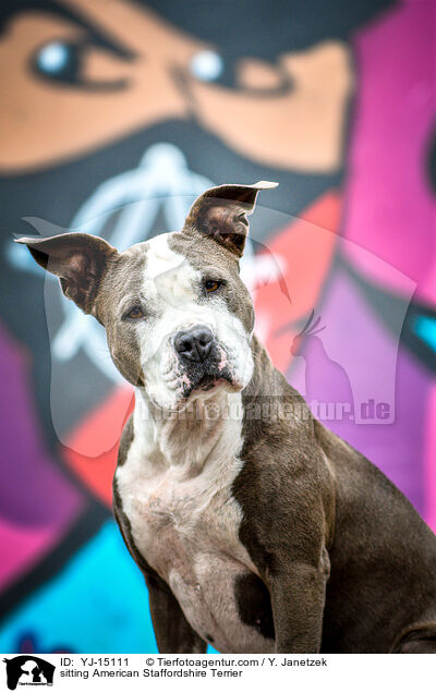 sitzender American Staffordshire Terrier / sitting American Staffordshire Terrier / YJ-15111