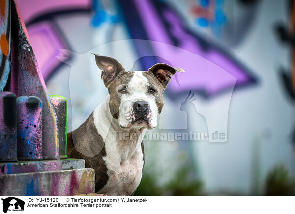 American Staffordshire Terrier Portrait / American Staffordshire Terrier portrait / YJ-15120