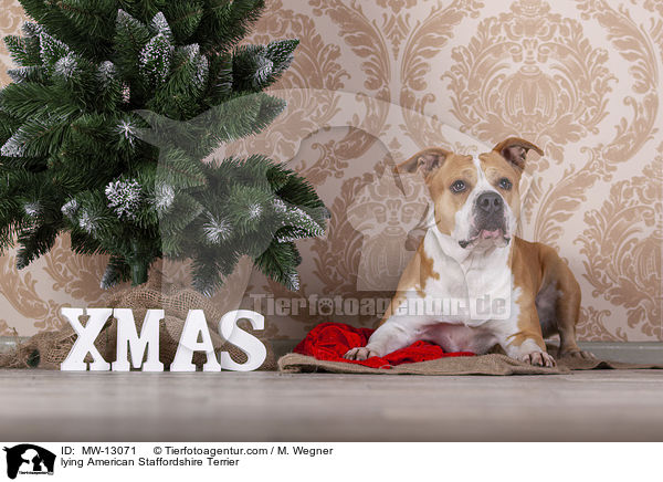 liegender American Staffordshire Terrier / lying American Staffordshire Terrier / MW-13071