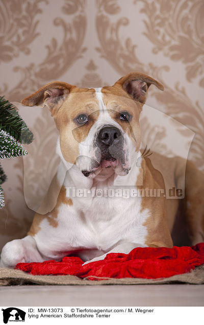 liegender American Staffordshire Terrier / lying American Staffordshire Terrier / MW-13073