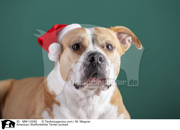 American Staffordshire Terrier Portrait / American Staffordshire Terrier portrait / MW-13080