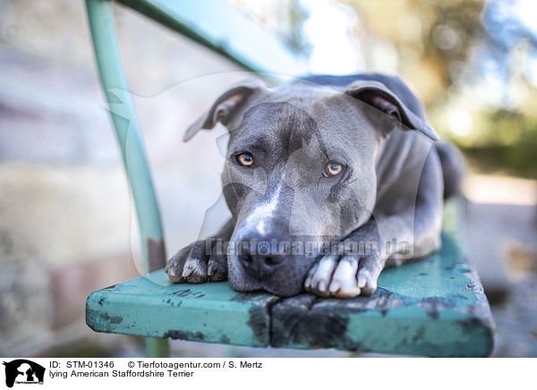 liegender American Staffordshire Terrier / lying American Staffordshire Terrier / STM-01346