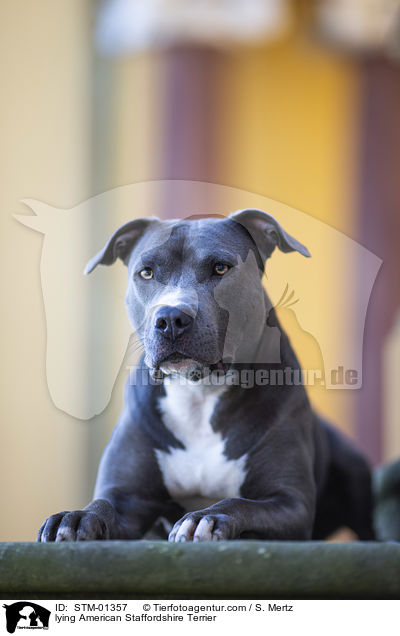 lying American Staffordshire Terrier / STM-01357
