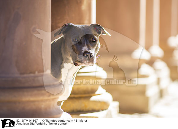 American Staffordshire Terrier Portrait / American Staffordshire Terrier portrait / STM-01367