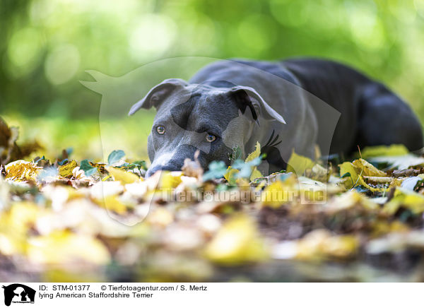 lying American Staffordshire Terrier / STM-01377