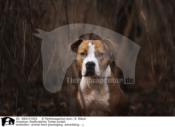American Staffordshire Terrier portait / SEK-01002